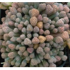 T.schwantesii SB2156 - Plant